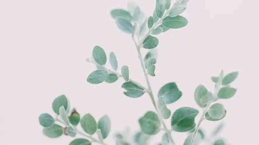 小清新的静物家居摆设,高清图片,电脑桌面-壁纸族