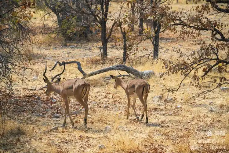 动物世界之非洲羚羊篇