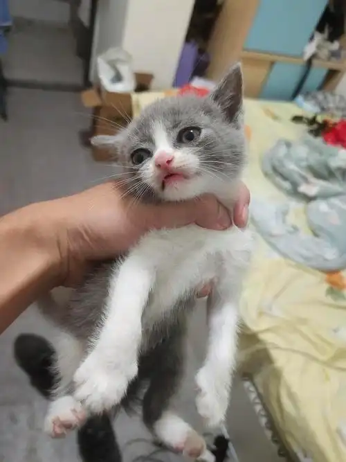 家养美短 蓝白找领养