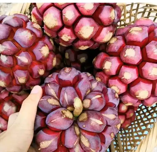 贝娇芬 黑老虎水果新鲜血藤果布福娜2斤饭团稀奇古怪稀有恶魔果实