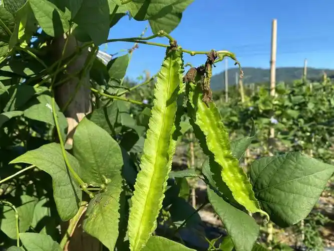 现摘空运四角三亚新鲜蔬菜四棱海南特产果蔬其它