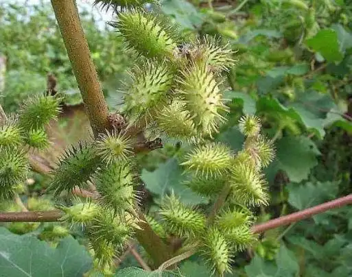 这种植物叫苍耳子,我们这叫棉蟑螂,是非常常见的一种植物.