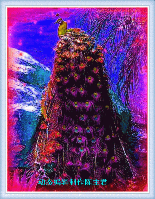 极品动态凤凰美图太太太漂亮了送给亲朋好友祝你吉祥如意