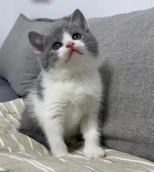 蓝白英短弟弟781800