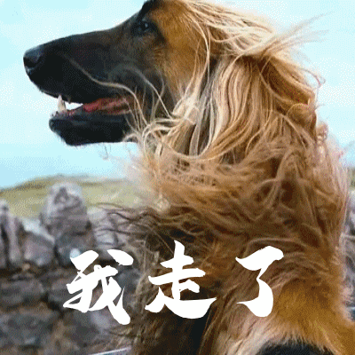 2019猪年春节搞笑,搞怪动图表情包第四集