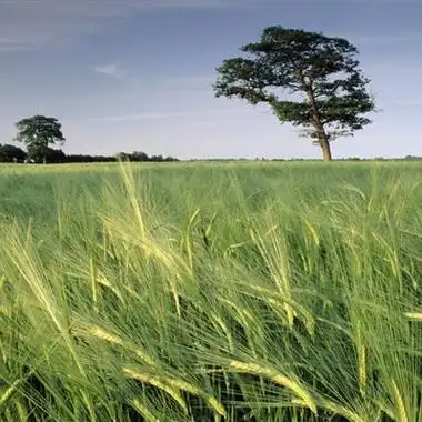 最美阳光自然风景头像高清唯美风景图片
