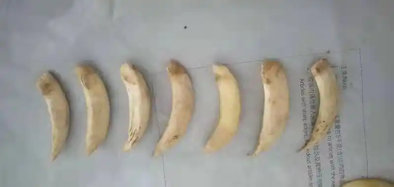 猪牙 猪门牙 猪獠牙 仿象牙珠子原料 古玩景区货源 项链