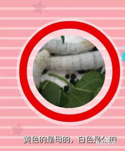 蚕怎么分母的和公的