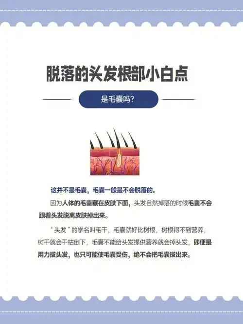 脱落的头发根部小白点是毛囊吗?