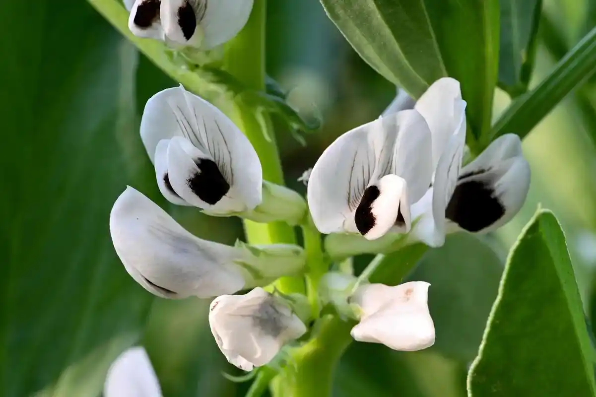 蚕豆花2 #早安吉祥 #美好的一天从我的问候开始 #田 - 抖音