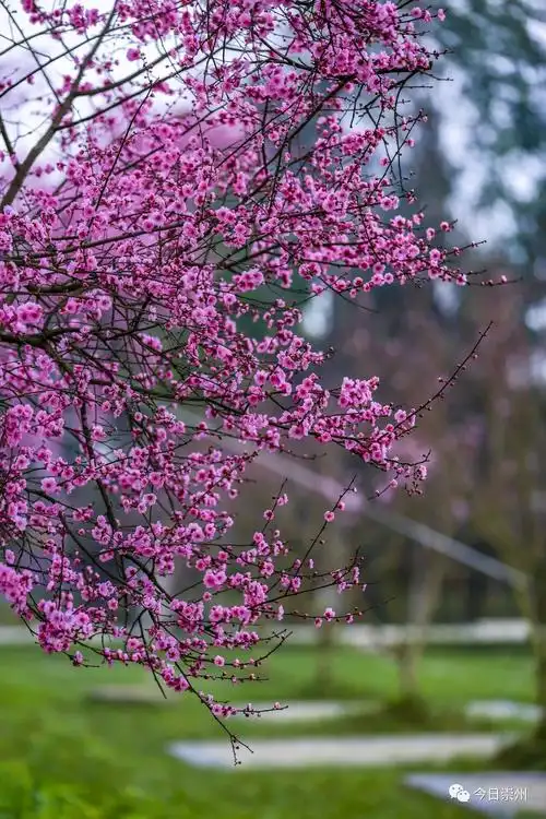 崇州的美人梅又开了