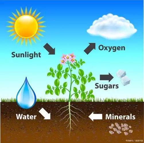 为什么很多植物可以进行光合作用