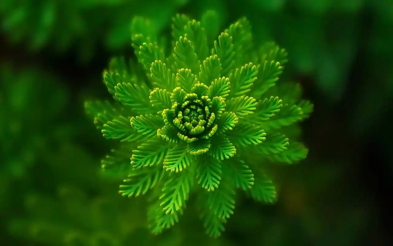 这组尺寸为1920x1200的治愈系清新绿色花卉植物图片桌面壁纸分享给美