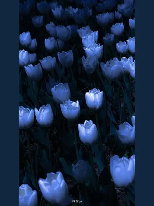 郁金香大海蓝色治愈系蓝色