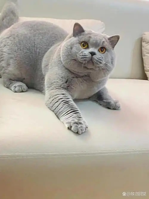 便宜又好看的三种猫咪