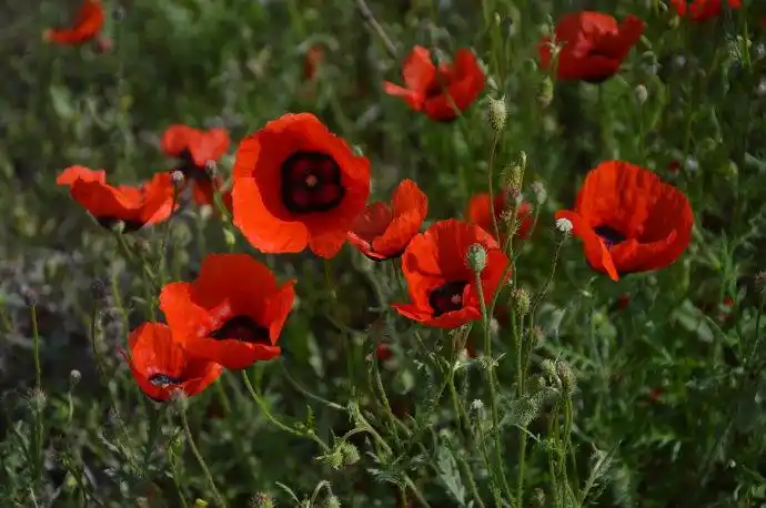 野罂粟花在全世界有100多个品种,比利时把野罂粟花作为国花.