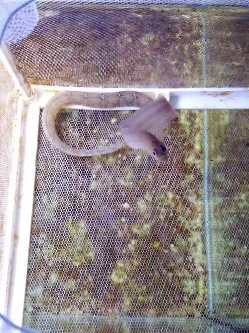 方氏云鳚(高粱叶鱼,面条鱼)