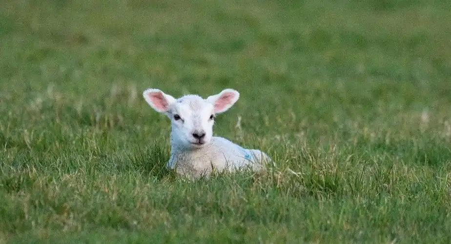 来自英国埃克斯穆尔的小羊羔,可爱至极