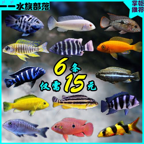 三湖慈鲷鱼活体马鲷科阿里非洲王子热带鱼小型淡水观赏鱼短鲷包邮