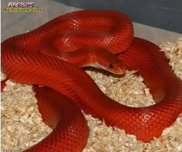 红色玉米蛇红色的玉米蛇品种有哪些