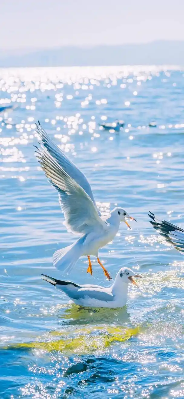 海鸥壁纸,海鸥是大海的心灵,是天空的诗人