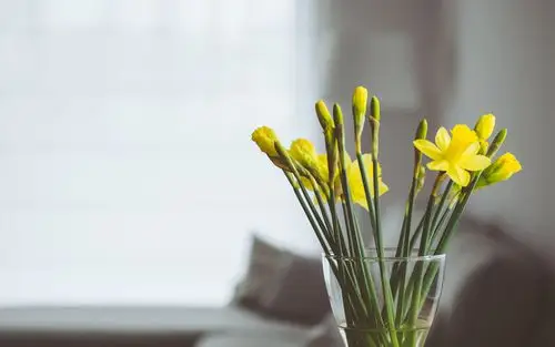 室内清新文艺植物盆栽图片桌面壁纸