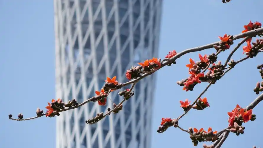 花城广州木棉盛开:谁与春风露消息,珊瑚枝上唤流莺-网易公开课