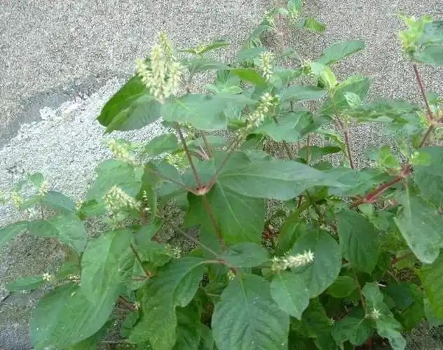 牛膝草,牛膝图片,川牛膝_中华康网牛膝的功效与作用牛膝的功效土牛膝