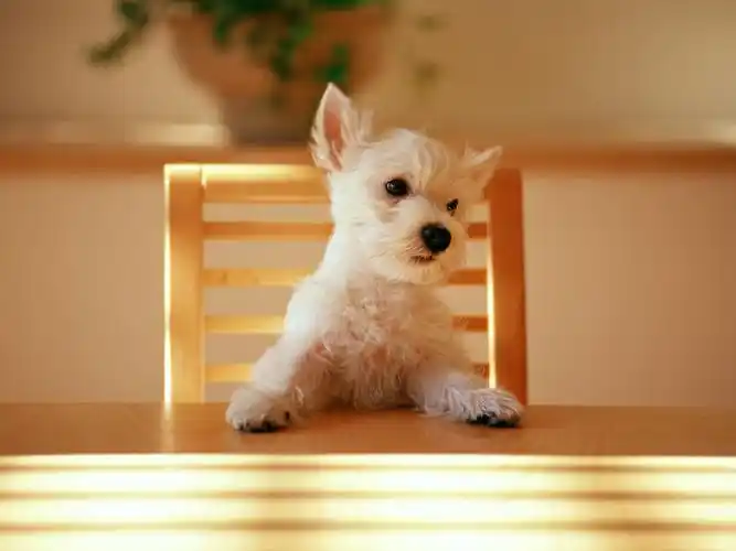 卖萌的狗狗 > || 更新时间:2018-11-22 颜色分 白色 关键词:  可爱