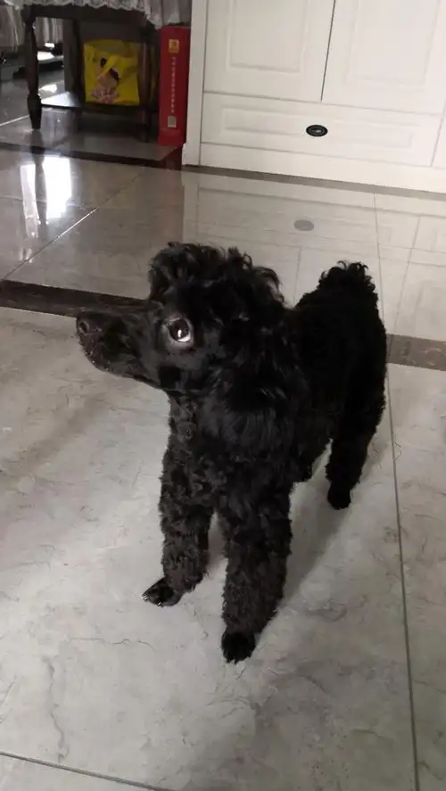 黑色泰迪妹妹找个有爱心的人收养,狗狗用品全部送,要求偶尔发视频看看