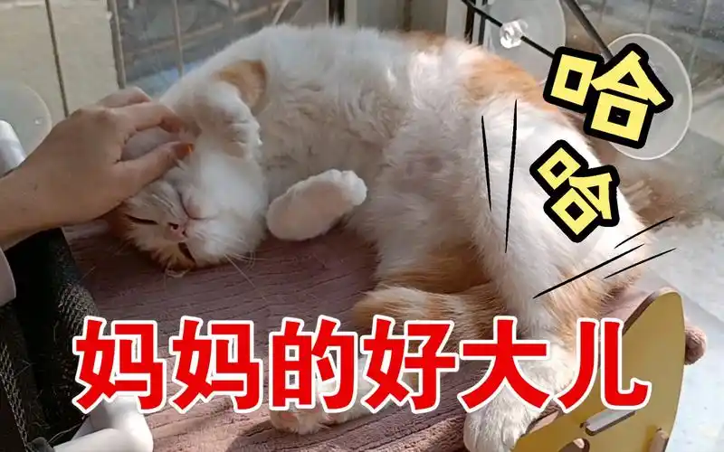 活动  妈妈的好大儿