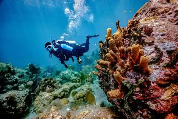 一键还原水下照片色彩!你值得拥有!|潜水|细节|padi_网易订阅