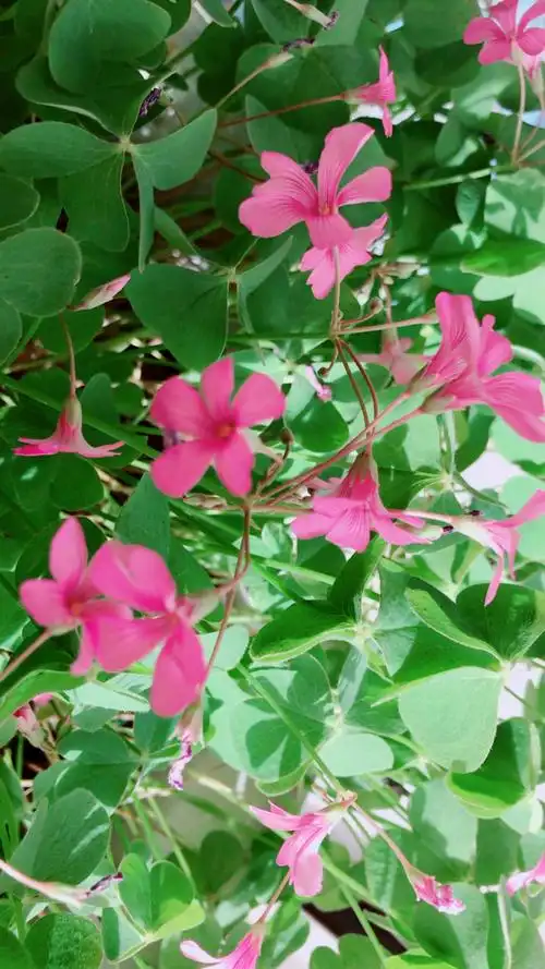 冬日暖阳四叶草92开花98啦花香满屋