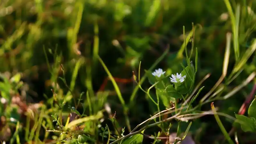 14m上传时间:2021-04-25壁纸标签:国产壁纸封面图绿色护眼壁纸于2021