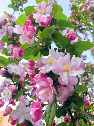 西府海棠树苗庭院地栽垂丝海棠花树盆栽阳台耐寒花卉植物四季大型