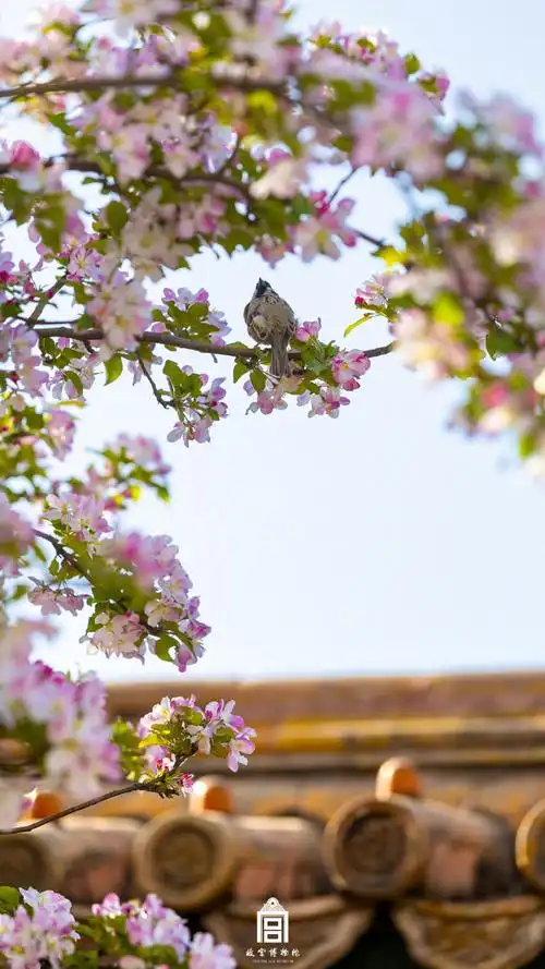 故宫海棠花壁纸上新##故宫海棠花开春意满院##打卡春日繁花
