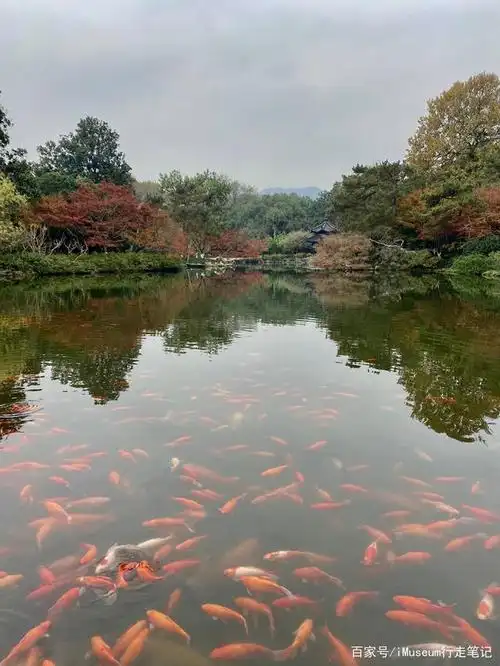 杭州西湖:花港观鱼
