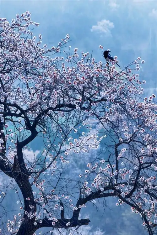 行走河南读懂中国汝州花海穿越之旅杏花