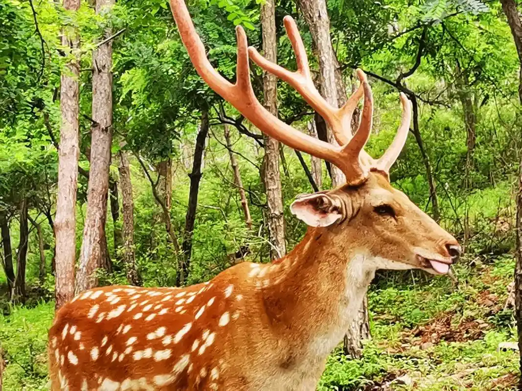 大连野生梅花鹿
