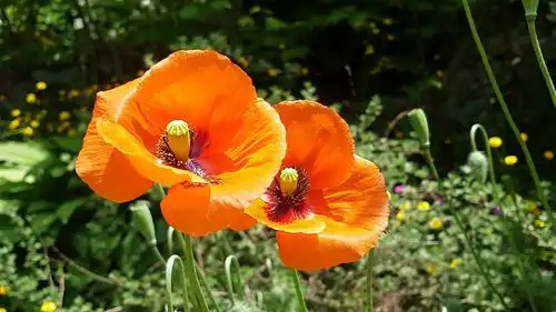 罂粟花两朵花_3840x2160_高清视频素材下载(编号:1497627)_实拍视频