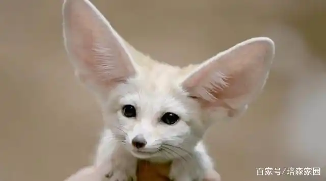 世界最可爱动物排行榜第一名,你知道是谁吗?