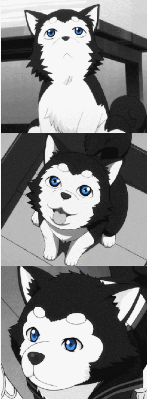 狗狗gif可爱gif二次元gif卡通gif