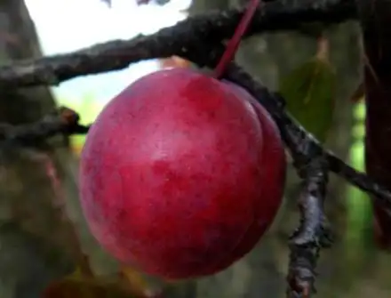 美人梅果实椭圆形,果皮鲜红色,果实表皮似桃有绒毛,果肉红色.