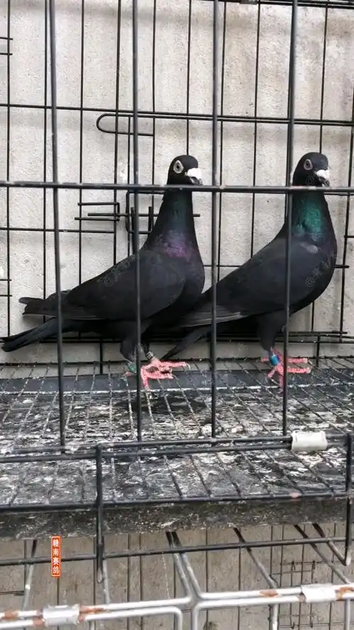 云南军鸽森林黑#养鸽子是真的不容易,你身边总有那么几个朋友,一看见