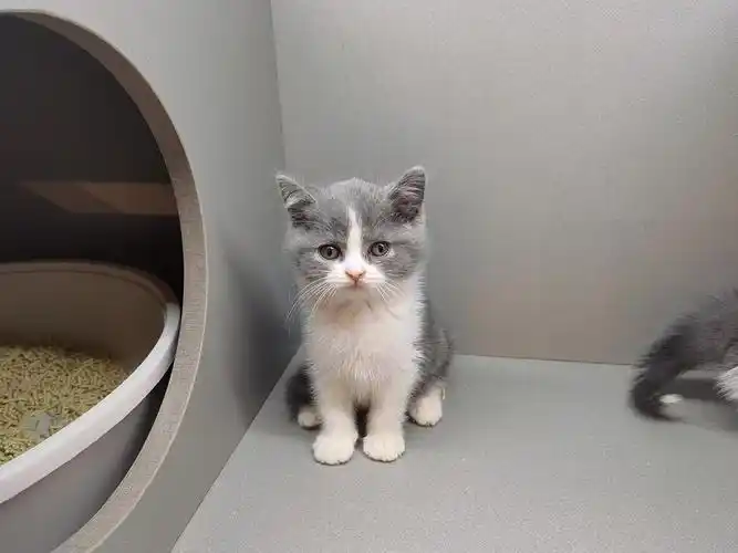 美短蓝白乳白都有价钱美丽还有100天大包冲