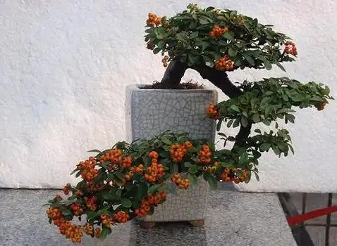 火棘盆景图片(火棘盆景图片大全)