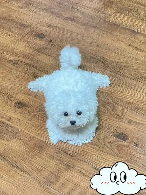 给你表演一个劈叉和擦玻璃