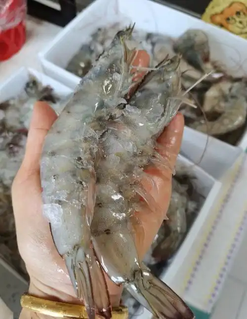 某宝和某音卖的这种大虾159元四斤,发现跟我家(我家海边批发)的批发
