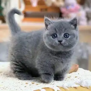 英短蓝猫幼猫纯种英国短毛猫曼基康矮脚猫蓝胖子幼崽宠物猫咪活体