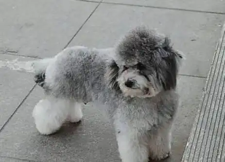 嘿灰色的泰迪狗的图片